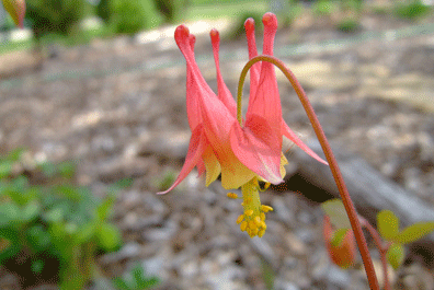 Native Plants