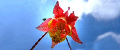 raingardens