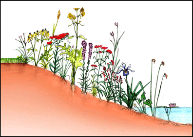 shoreline restoration