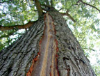 lightening damage