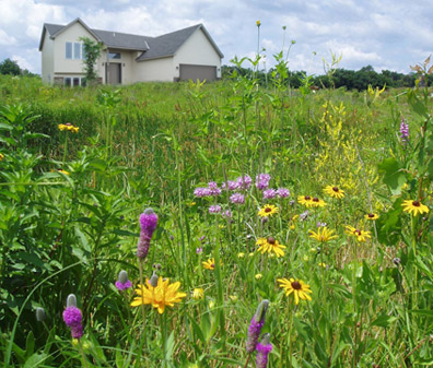 prairies
