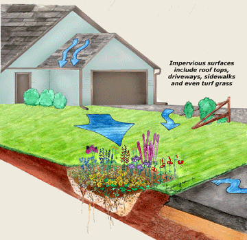 raingarden