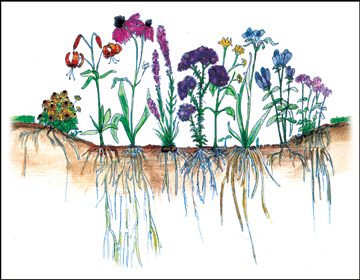 rain garden