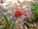 Native Plants