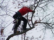 tree climber