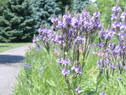 Native Plants