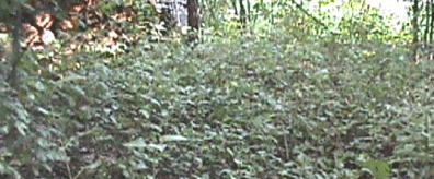 buckthorn