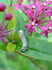 caterpillar