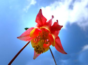 native plant