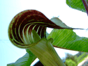 native plants