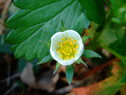 Native Plants
