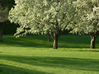 Tree Trimmers
