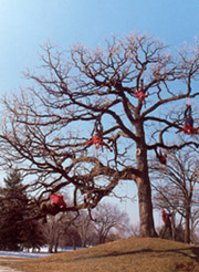 tree climbers