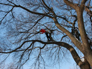 pruning with a pole saw