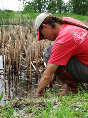 shoreline restoration