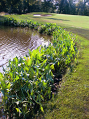 shoreline buffer