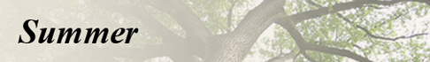 Tree Service MN